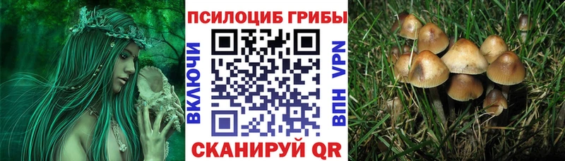 нарко площадка клад  наркотики  Сертолово  Псилоцибиновые грибы ЛСД 